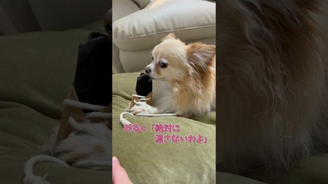 飼い主におもちゃを取られたチワワが可愛い　#ロングコートチワワ　#犬 #犬好きさんと繋がりたい #犬と猫どっちも飼ってると毎日たのしい #多頭飼い