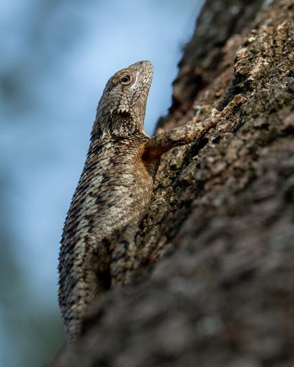 A portrait of a Texas spiny lizard scaling the rough bark of a tree trunk. Its textured, scaly skin features a mix of brown and beige patterns that allow it to blend in with the bark. The background is softly blurred, with hints of blue sky and distant foliage, drawing focus to the lizard as the central subject.