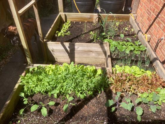 About half of a raised bed of salad vegetables alongside a house wall. The bed is netted to protect crops from pigeons and cabbage white butterflies. Various crops are growing in the beds in small quantities with constant succession and intercropping where possible in the growing year. The bed is in full sun but the path to the side is in shade. A brindle boxer dog is watching on from the shadows. In 2025 this bed has already harvested or is now growing: carrots, cavolo nero kale, scarlet kale, red mizuna, mibuna, komatsuna, Wong bok Chinese cabbage, pak choi, tatsoi, mustard greens, sage, shallots, mooli winter radish, Spanish winter radish, green luobo radish, turnips, four types of lettuce, spring onions, Welsh onions, rocambole, chives, wasabina, rocket, broccoli, red cabbage, filderkraut summer cabbage, horn of plenty, red mustard, beetroot, beetroot leaf, lovage, skirret, babington’s leek, white onion, Chinese celery, tree spinach, Chinese amaranths, basil, parsley and summer radish.