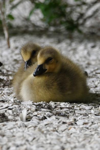 2 of 5 fuzzy yellow Canada Geese babies sitting near Mom (out of frame to the left)