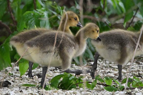 they suddenly took off. 2 went one way, 1 went another way.

both parents seemed not to notice at first.

they all returned, eventually.

here we have 2 of the baby geese following a third, walking near the edge of the (mostly unused by cars) road
