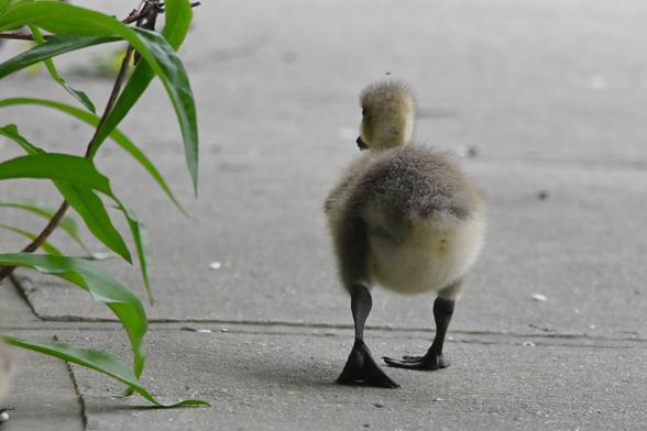 a fuzzy canada goose baby walking up the sidewalk, away from the camera.