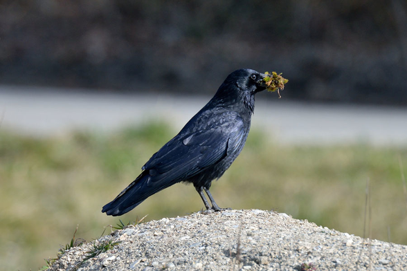 Corvus corone (known as carrion crow) standing on a rock holding some moss in its bill.