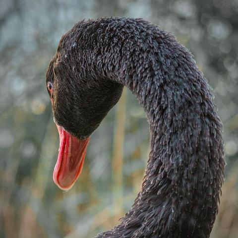 A close up photo of a black swan from behind