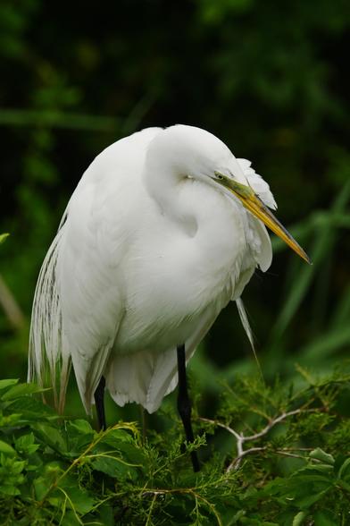 a great egret has one wing up to it's beak as if it might be whispering
