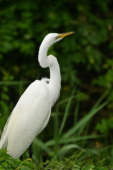 a great egret looking askance to the right away from the camera, down it's beak

Cape May, NJ - Thursday 5/15
