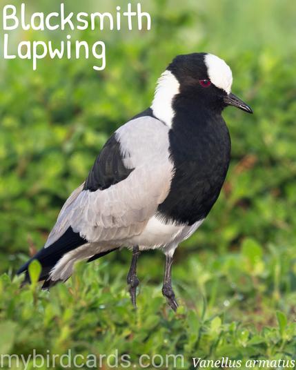 🌍 Blacksmith lapwing (Vanellus armatus) 

The blacksmith lapwing, also known as the blacksmith plover, is a striking wader with bold black, grey and white plumage and distinctive red eyes. It has black legs and bill, and a sharp black spur on its wing. Females are slightly larger. This lapwing is commonly found from Kenya through central Tanzania to southern and southwestern Africa, favouring wetlands, grasslands, and even small damp areas. Blacksmith lapwings are territorial, especially during breeding, and aggressively defend their young using their wing spurs. They feed on aquatic and terrestrial invertebrates. Their call is a repeated metallic "tink, tink, tink", from which they get their name. 

Conservation status: Least Concern (IUCN 3.1)

📷: Photo by jeanvdmeulen via Pixabay https://pixabay.com/photos/blacksmith-plover-blacksmith-lapwing-3436036/

LDYS