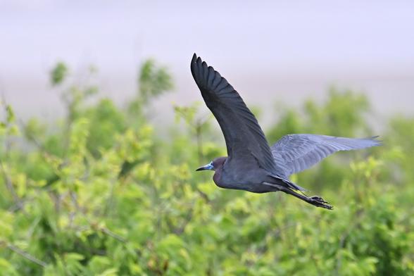a blue heron with a bright blue beak flies right to left against a blurry bunch of bushes at the Atlantic City Welcome Center, New Jersey