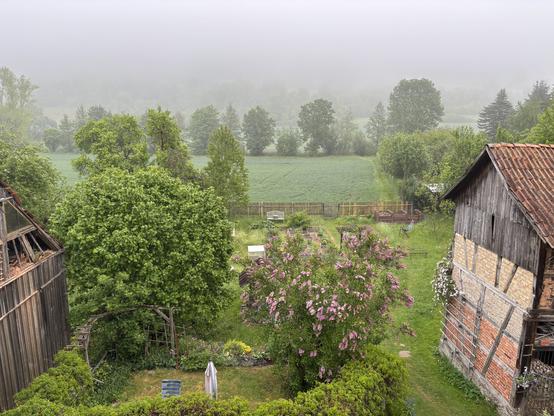 Blick auf Garten und Wald im Nebel