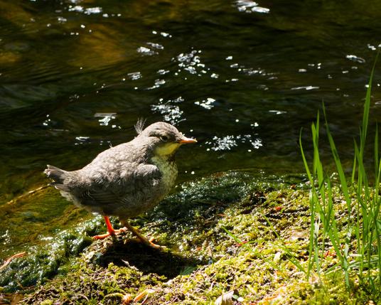 A young dipper on an Island in the creek