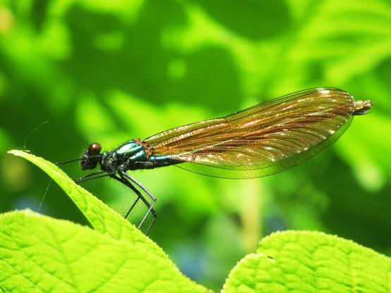 Weibchen der Blauflügel-Prachtlibelle auf einem Blatt