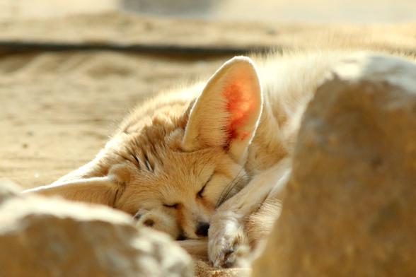 A sleeping fennec fox. Sun shining onto her from the back so you can almost see through those giant ears.