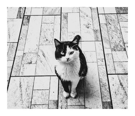 The photo is a black and white photograph of a tuxedo cat sitting on a tiled floor. The cat is looking directly at the camera a little bit menacinly. The tiles are a light color. The photo is a little bit grainy looking.