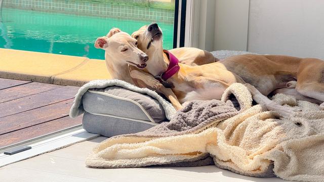 Two light-coloured dogs on a grey and white dog bed by a pool.
