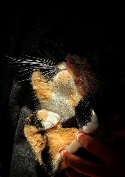 A close-up of a cat with orange, white and black fur lying on her back with the face is upturned with prominent whiskers visible in warm sunlight. Paws are held up and a human hand is stroking the cats belly.