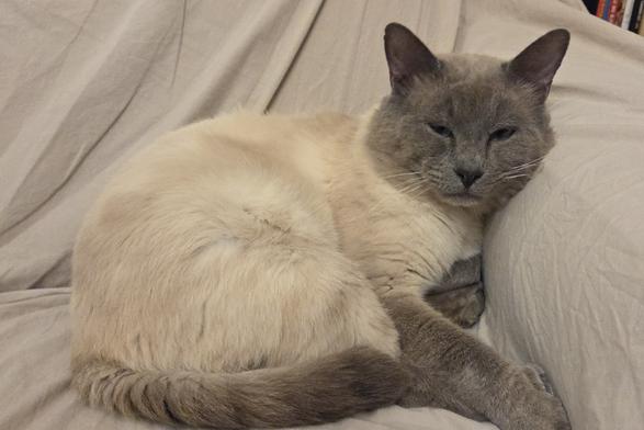 Un magnifique chat au regard ténébreux, pelage crème, extrémités grises. (C'est un siamois blue point) il est couché sur un canapé