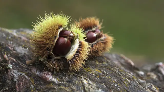 Close-up photo of 2 sweet chestnut fruits on a rocky surface. They have three smooth brown seeds inside and a fleshy skin surrounding these is densely covered in long yellow-green spikes