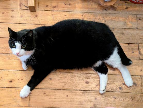 A black and white cat lying on a wooden floor.