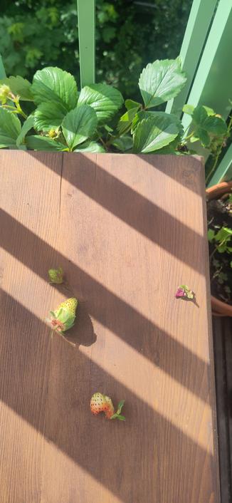 Three green unripe strawberries butchered from the plant by probably the resident magpies, laying on the wooden top of a bench.