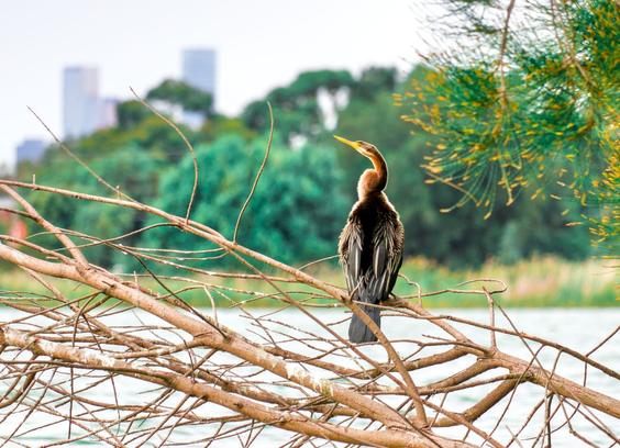 Australasian Darter perched on a branch that sits over water. It is looking away from the camera towards tall city buildings in the distance