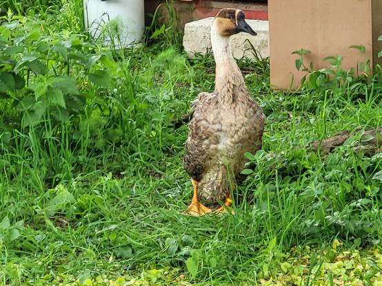 eine Gans mit schmutzigbraunem Gefieder; der Kopf ist halb hellbraun, halb dunkelbraun. Der Schnabel ist schwarz. Am Schnabelansatz hat sie einen kleinen Höcker, über den quer ein dünner weißer Streifen verläuft.
Sie steht im Grünen, hinter ihr sieht man einen Teil ihrer Hütte