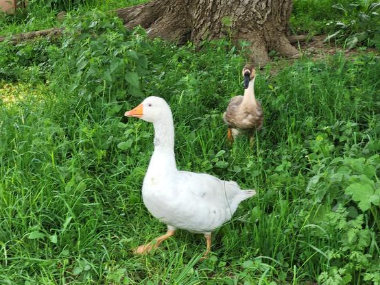 Konrad (ein fast reinweißer Ganter mit gelbem Schnabel und Patschefüßen) und Neugans (noch ohne Namen); sie watschelt hinter ihm her, er weicht aus