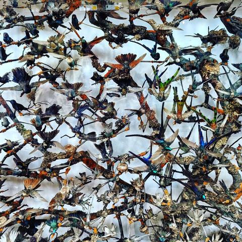 A densely packed display case in the Natural History Museum, London, showcases a collection of hummingbirds perched on artificial branches.
