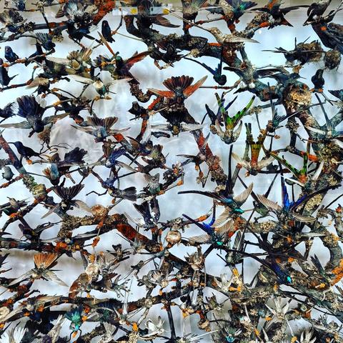 A densely packed display case in the Natural History Museum, London, showcases a collection of hummingbirds perched on artificial branches.