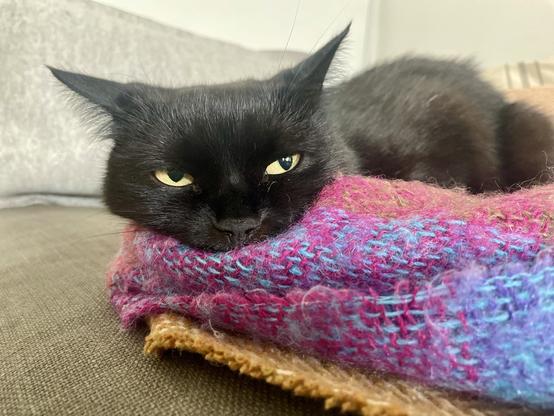 A black cat rests its head on a colorful knitted blanket, displaying a relaxed yet somewhat unimpressed expression. The background features a light-colored sofa.