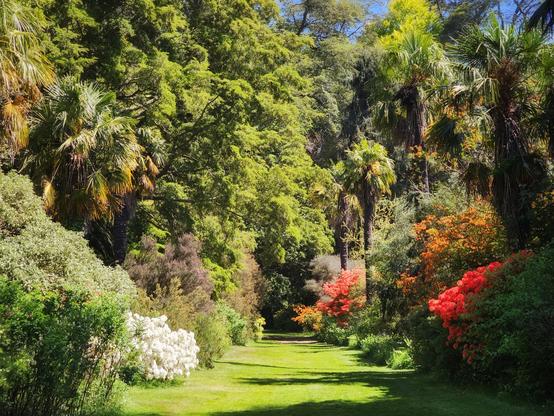 A sunlit grassy path winds through a vibrant garden filled with a variety of trees, including palm trees, and colourful flowering bushes in shades of white, orange, and red.