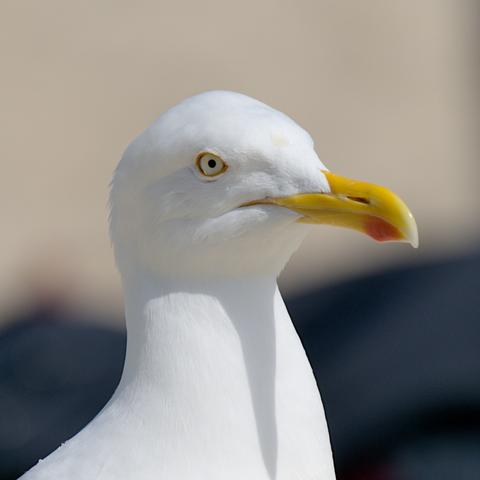 Portrait einer Silbermöwe. Der Hintergrund ist sehr unscharf gestellt. Unten eher leicht grünlich, oben sandfarben.
Der Vogel selbst ist leuchtend weiß, das Auge ist hell und leicht gelblich. Der Schnabel hat vorne einen spitzen Haken nach unten und ist gelb mit einem stark ausgeprägten roten Punkt auf der Unterseite.
Mittig auf dem Kopf ist ein Fleck mit irgendwelchem Schnodder in leicht gelblicher Farbe.