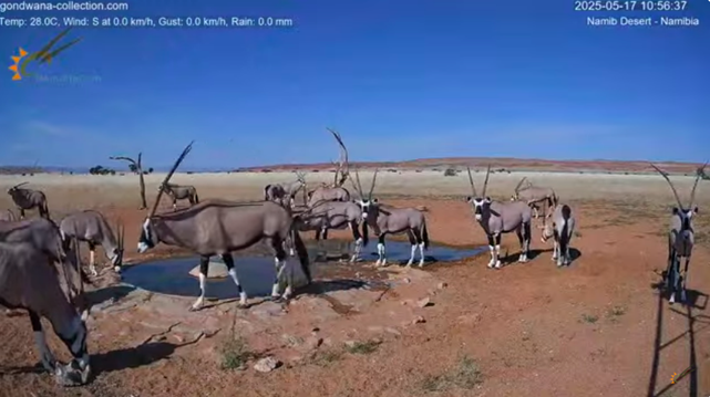 Groupe d'oryx devant un petit plan d'eau dans le désert du Namib.