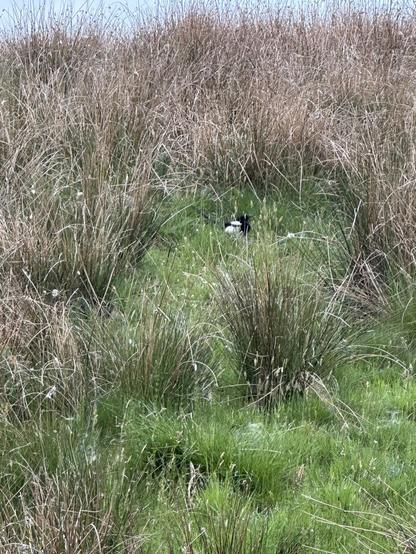 A magpie in a patch of grass on a bank with long grass around it