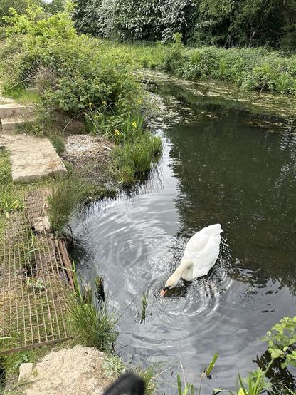 A mute swan on an old mill lodge in a tree lined valley, concrete steps and metal grating on the edge of the water, and a nest with eggs beside the concrete steps.