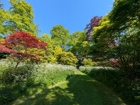 Glorious spring colours in sunshine. Maple trees and different kinds of beech trees with the ground covered by flowering cow-parsley. Sherborne new castle gardens near Sherborne, Dorset, England. May 2025.