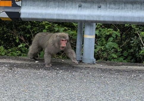 A wild Japanese monkey on the side of the road. He's not exactly happy I stopped next to him to take a picture and he's starting to look threatening so that I leave (I did, don't mess with monkeys
