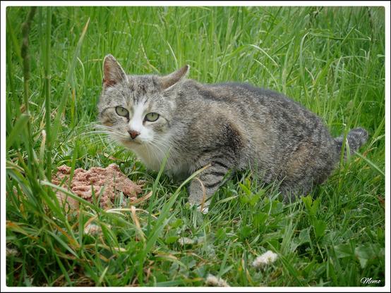 Bildbeschreibung:
Die Moorkatzen beim Fressen.