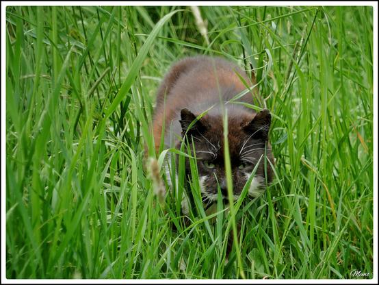 Bildbeschreibung:
Die Moorkatzen beim Fressen.