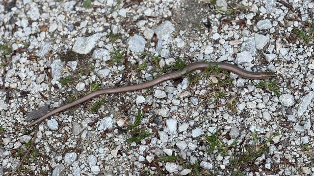 A slow worm lies on the hiking path. It's about 30 cm long.