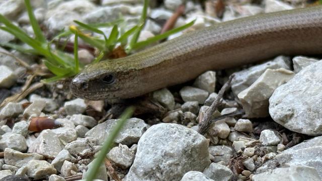 A closer shot of the slow worm's head. It's watching me.
