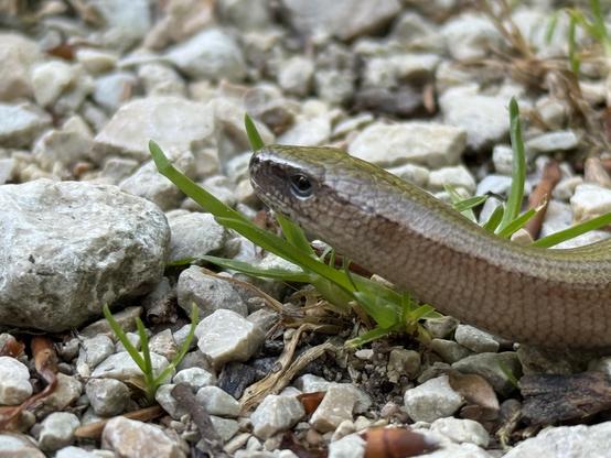 An even closer shot of the slow worm. It still watches me before it escapes into the bushes.