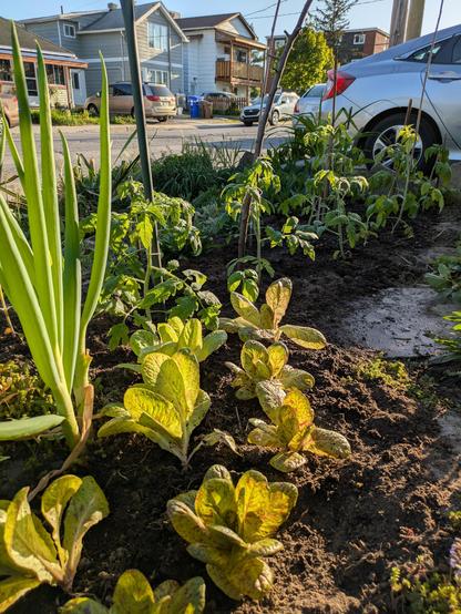 Freshly planted vegetable garden on a street side with large green onions and lettuce in the foreground with tomato plants behind them all reflecting the golden glow of a low sun.