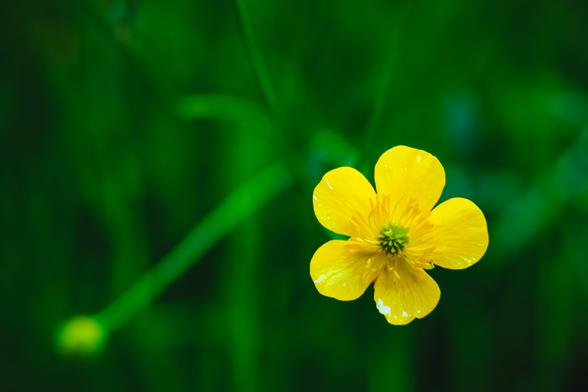 Close-up of a bright yellow buttercup flower with five delicate petals, set against a blurred green background of grass. The flower has slight white wear at the tips of some petals, adding texture and natural charm.