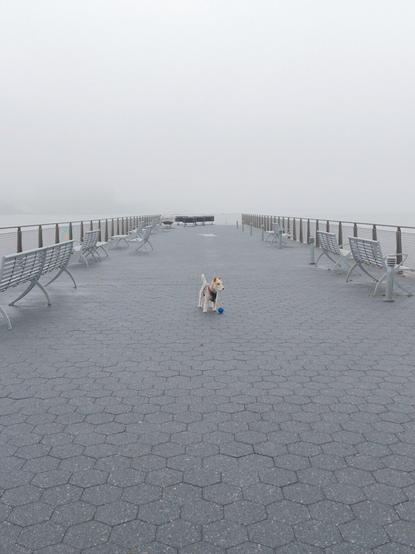 A dog stands next to their ball on a pier in the fog.