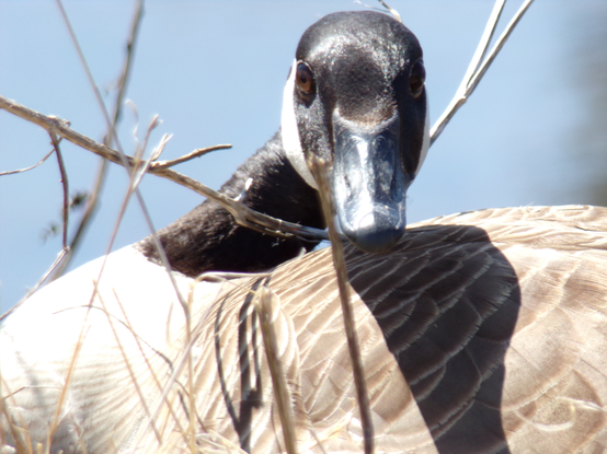 Face on, a Mother Goose is looking through your soul, to see if you are a nice person. They could hurt you (the gander is behind me) but I walk slow, talk softly and she poses without fear.