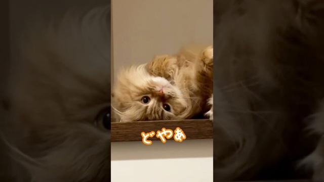 サイベリアンはもふっとしている　#siberiancat
