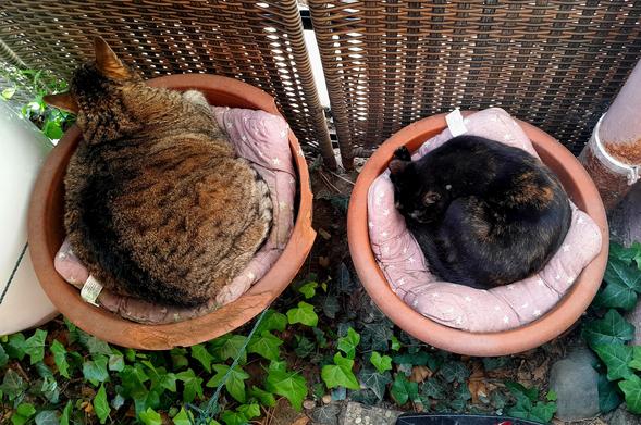 Yoshi One-Eye, a fat tabby, and Harley Quinn, an almost black tortoiseshell with cinnamon and cream splotches, snooze in flower pots.
