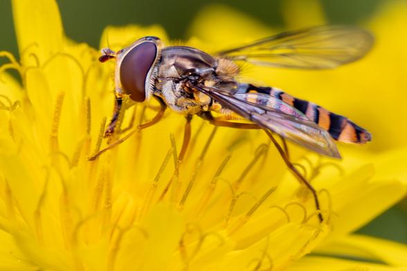 𝗣𝗶𝗰𝘁𝘂𝗿𝗲 𝗗𝗲𝘀𝗰𝗿𝗶𝗽𝘁𝗶𝗼𝗻 (𝗘𝗻𝗴): We see a close-up of a hoverfly perched on a dandelion flower, sucking nectar with its proboscis.

𝗗𝗲𝘀𝗰𝗿𝗶𝗽𝗰𝗶𝗼́𝗻 (𝗘𝘀𝗽): Vemos un plano cercano de un sírfido o mosca cernidora posada en una flor de diente de león libando néctar con su trompa. 

Camara Panasonic Lumix G90/G95
Objetivo Panasonic 14-140 f3.5-5.6 II + Anillo de extensión 10mm
Datos Exif: Modo Manual, ƒ8, 1/640s, ISO 1600, 280mm equivalente