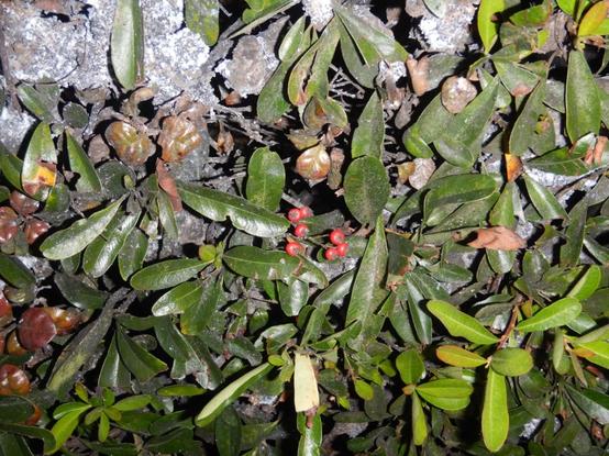 A photo of a leafy shrub with red fruit. This is a firethorn, Pyracantha, and it's planted in a front garden in Christchurch, NZ.