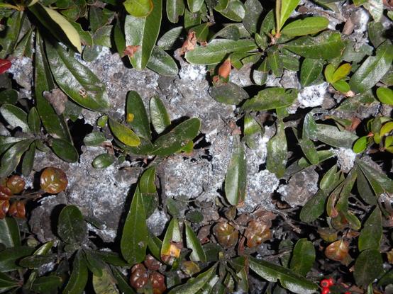 A mass of woolly insects all over the green firethorn shrub. This is a colony of woolly apple aphids, which are known to feed on apples, firethorns, and cotoneasters.